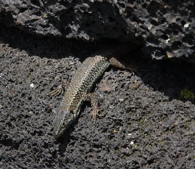 European Wall Lizard adult Pico Azores OZ9W0142