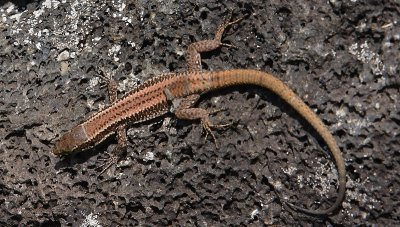 European Wall Lizard Pico Azores OZ9W0145