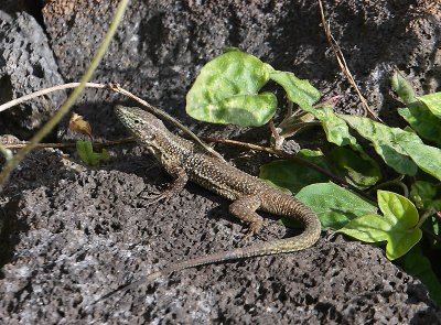 European Wall Lizard adult Pico Azores OZ9W0148