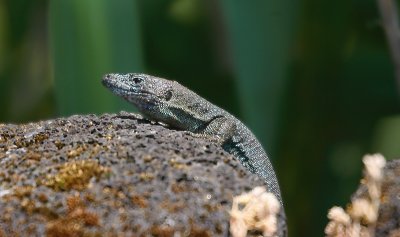 European Wall Lizard adult Pico Azores OZ9W9216