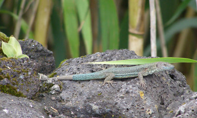 European Wall Lizard adult Pico Azores P1010290a