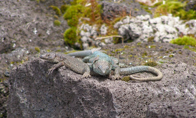 European Wall Lizards Pico Azores P1010296a