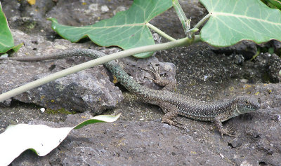 European Wall Lizard adult Pico Azores P1010303a
