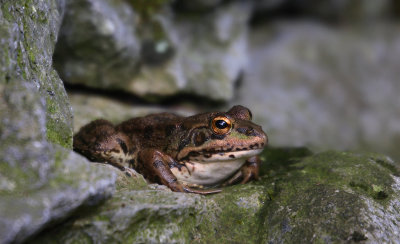 Frog sp. Pico Azores OZ9W9170