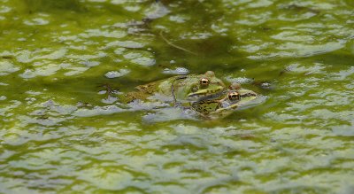 European Marsh Frogs mating Pico Azores OZ9W9883