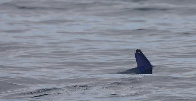 Blue-fin Marlin Pico Azores OZ9W8631
