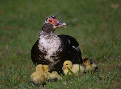 Muscovy Duck female with chicks Lajes Pico OZ9W8151