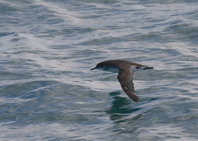 Hutton's Shearwater in flight OZ9W6002