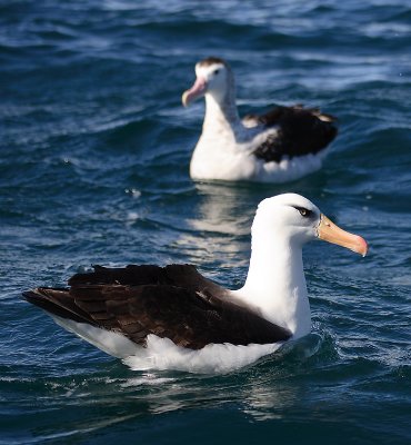 Campbell Black-browed Albatross OZ9W0018