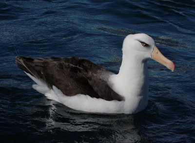 Campbell Black-browed Albatross OZ9W0037