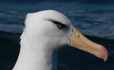 Campbell Black-browed Albatross OZ9W0040