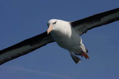Campbell Black-browed Albatross OZ9W0160