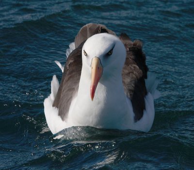 Campbell Black-browed Albatross OZ9W0168