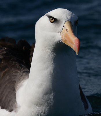 Campbell Black-browed Albatross OZ9W0172