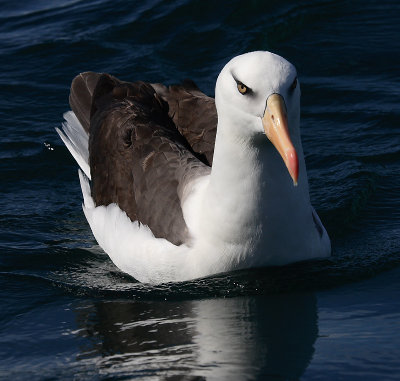 Campbell Black-browed Albatross OZ9W0178
