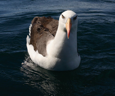 Campbell Black-browed Albatross OZ9W0250