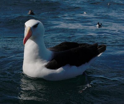 Campbell Black-browed Albatross OZ9W0260
