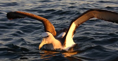 Salvin's Albatross adult on water OZ9W8508
