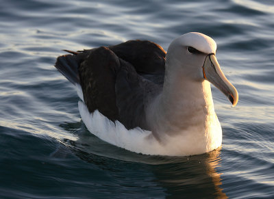 Salvin's Albatross adult on water OZ9W8552