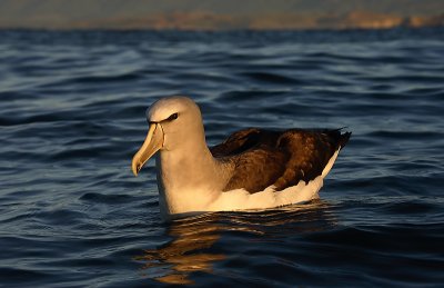 Salvin's Albatross adult on water OZ9W8570