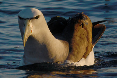 Salvin's Albatross adult on water OZ9W8575