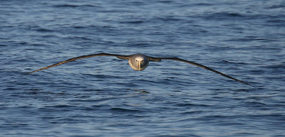 Salvin's Albatross adult in flight OZ9W8816