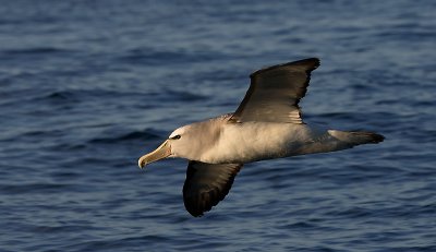 Salvin's Albatross adult in flight OZ9W8821