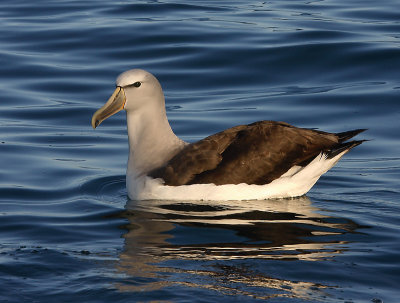 Salvin's Albatross adult on water OZ9W8836