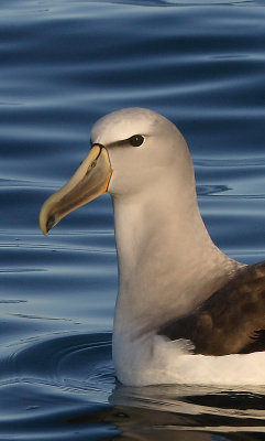 Salvin's Albatross adult on water OZ9W8836a