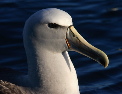 Salvin's Albatross adult on water OZ9W8855