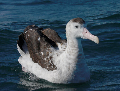 Wandering (Antipodes) Albatross adult on water OZ9W0007