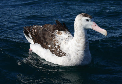 Wandering (Antipodes) Albatross adult on water OZ9W0010