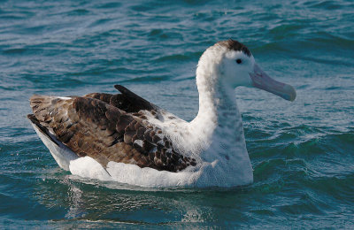 Wandering (Antipodes) Albatross adult on water OZ9W0053