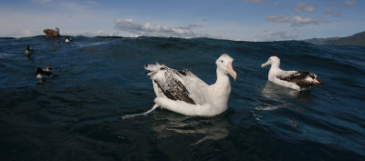 Wandering (Snowy) Albatross adult on water OZ9W0232