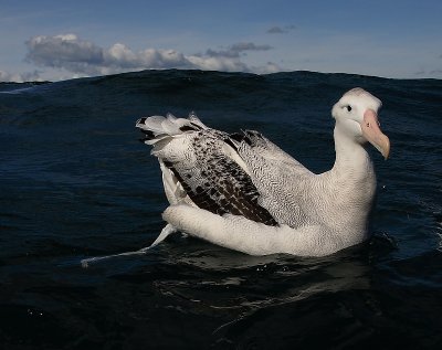 Wandering (Snowy) Albatross adult on water OZ9W0233