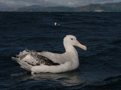 Wandering (Snowy) Albatross adult on water OZ9W0298