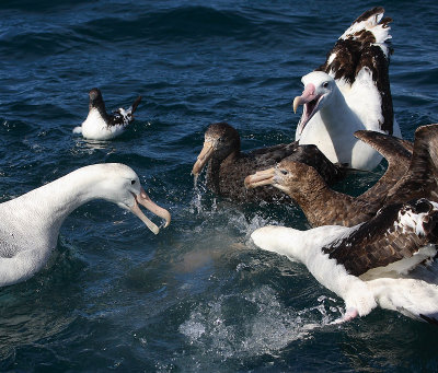 Wandering (Snowy) Albatrosses fighting over food OZ9W0323