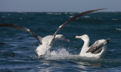Wandering (Snowy) Albatross adults fighting OZ9W0372