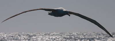 Wandering (Snowy) Albatross adult in flight OZ9W0374