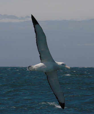 Wandering (Snowy) Albatross adult in flight OZ9W0443