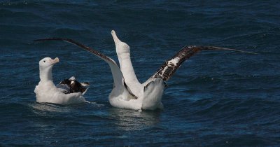 Wandering (Snowy) Albatross adults displaying on water OZ9W0449