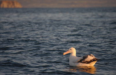Wandering (Snowy) Albatross adult on water OZ9W8481a