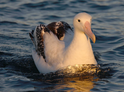 Wandering (Snowy) Albatross adult on water OZ9W8487