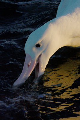 Wandering (Snowy) Albatross adult on water OZ9W8504