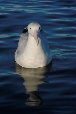 Wandering (Snowy) Albatross adult on water OZ9W8811