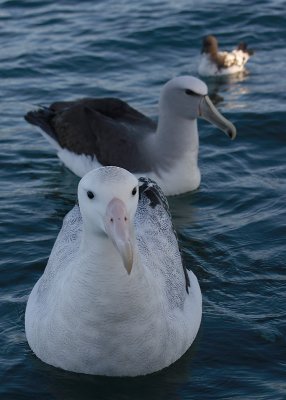 Wandering (Snowy) Albatross adult on water OZ9W8862