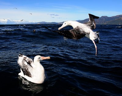 Wandering (Snowy) Albatross adults on water OZ9W9822