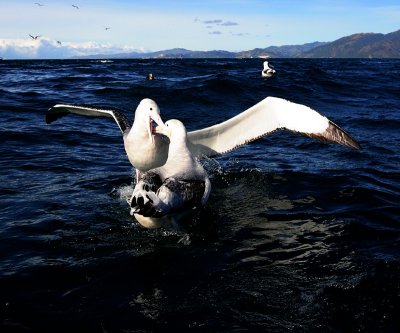 Wandering (Snowy) Albatross adults fighting on water OZ9W9828