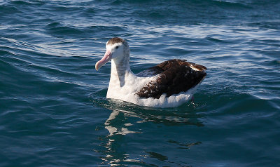 Wandering (Antipodes) Albatross adult on water OZ9W9947