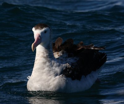 Wandering (Antipodes) Albatross adult on water OZ9W9990